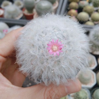 แมมขนแกะ ไม้เมล็ดทุกต้น Mammillaria bocasana อยู่ในกระถาง2นิ้ว