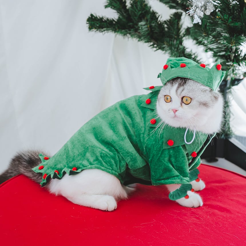 ชุดเซ็ทปลอมตัวเป็นต้นคริสต์มาส-เซ็ทสามชิ้น-คอสตูมคริสต์มาส-ชุดคอสตูมหมาแมว-clawset-bkk