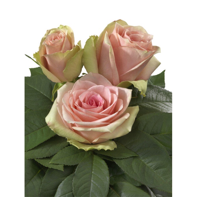 10 เมล็ด กุหลาบ Intermediate Hybrid Tea Rose สายพันธุ์ Vitara สีชมพู ...