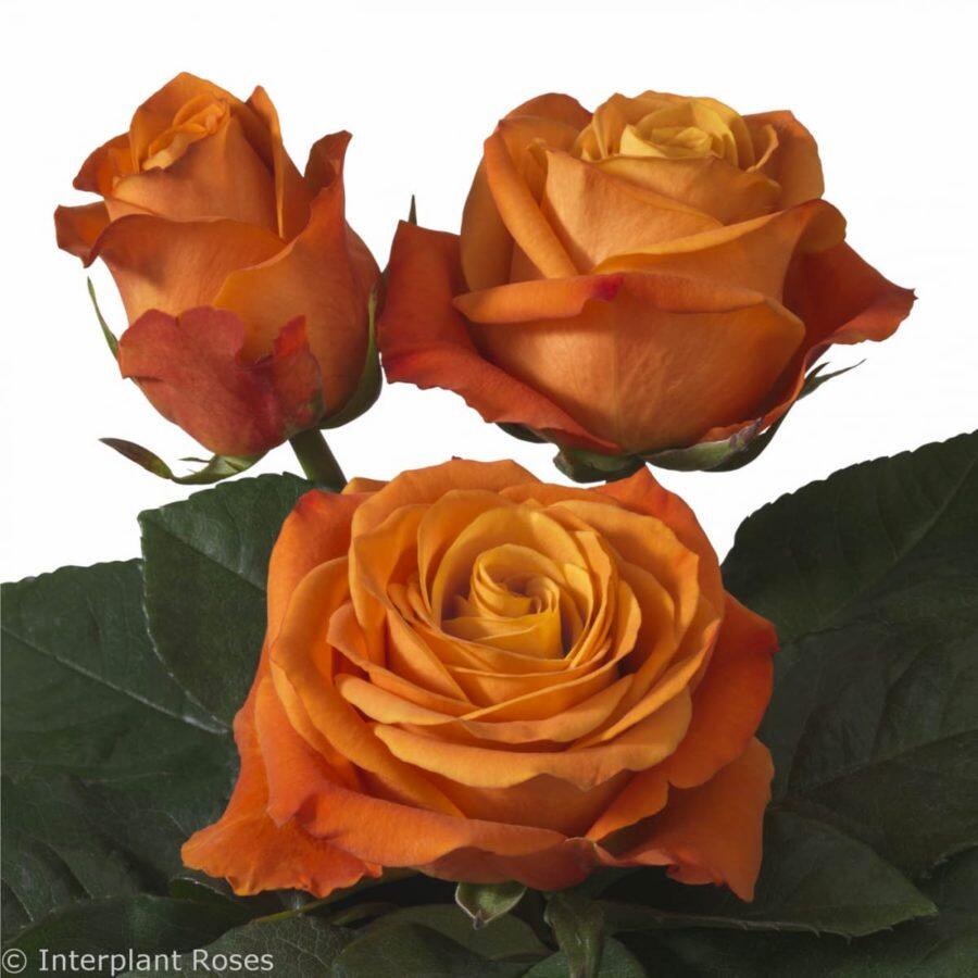 10 เมล็ด กุหลาบ Intermediate Hybrid Tea Rose สายพันธุ์ Nexus สีส้ม ...