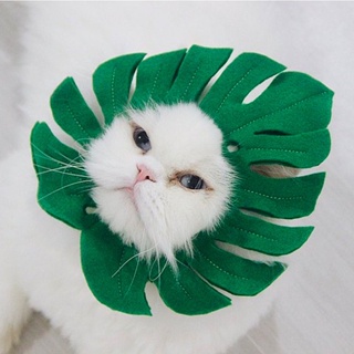 หมวกแมว กันเลียรูปใบไม้ สไตล์มินิมอล | แบรนด์ clawsetbkk