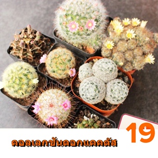 ชุดกระถางต้นกระบองเพชร Zili Wan succulents ชุดเดสก์ท็อปป้องกันรังสีมือใหม่ออกดอกต้นกล้า