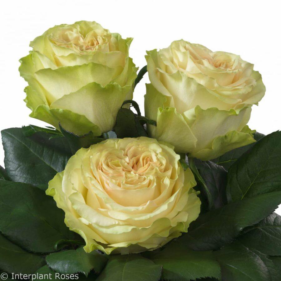 10 เมล็ด กุหลาบ Intermediate Hybrid Tea Rose สายพันธุ์ Dynamic สีขาว ...