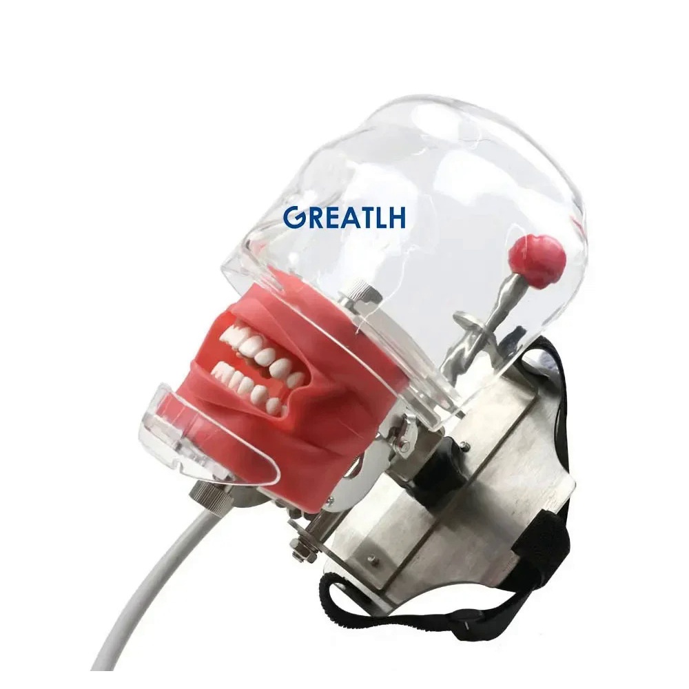 Dental Phantom Simulator Head Model Teeth Training Model for Dental ...
