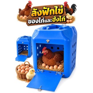 Lồng gà trứng, lồng ấp trứng cho mẹ gà 🐔 có nắp đậy, có lỗ thông hơi, dùng cho gà trứng – gà đá, chắc chắn, dễ sử dụng.