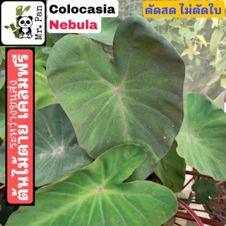 Colocasia Nebula ตัดสด ไม่ตัดใบ โคโลคาเซีย เนบูล่า