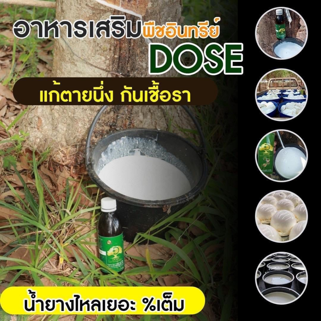 โดส-dose-ฮอร์โมน-อาหารเสริมพืชอินทรีย์-ปริมาณ180cc-ช่วยเพิ่มผลผลิตสูงสุด3เท่า-ส่งฟรีแก้ปัญหาหน้ายางตายนึ่ง-น้ำยางไหลน้อย