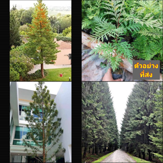 (20ต้น) ต้น ซิลเวอร์โอ๊ค สายพันธ์ ออสเตเรีย Silver Oke australia ต้นซิลเวอร์โอ๊ค / เศรษฐกิจ