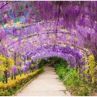 เมล็ด วิสทีเรีย ( Wisteria sinensis (Sims) Sweet บรรจุ 5 เมล็ด