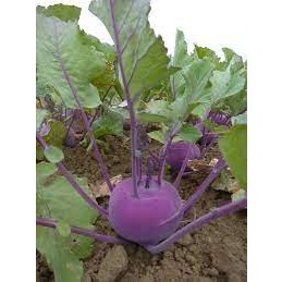 กะหล่ำปมม่วง (Purple Kohlrabi) ทรงกลมหรือกลมแป้นข้างในมีเนื้อแน่นฉ่ำน้ำสีขาว รสชาติหวานกรอบ พร้อมปลูก กล้าละ10บาท