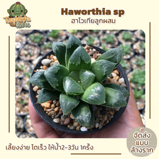 ฮาโวเทีย Haworthia SP ไม้อยู่ในกระถาง2" (ส่งแบบล้างราก)