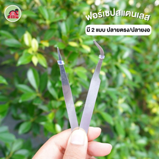 ฟอร์เซป ฟอร์เซฟ /Forcep #สำหรับแคตตัส