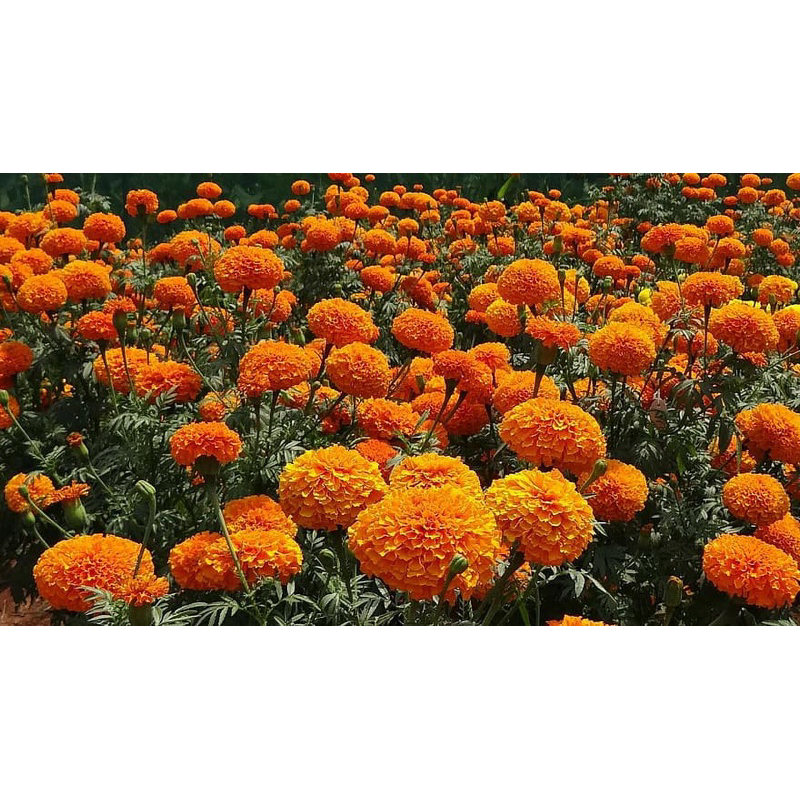 ดอกดาวเรืองคละสี-ส้ม-เหลือง-300เมล็ด