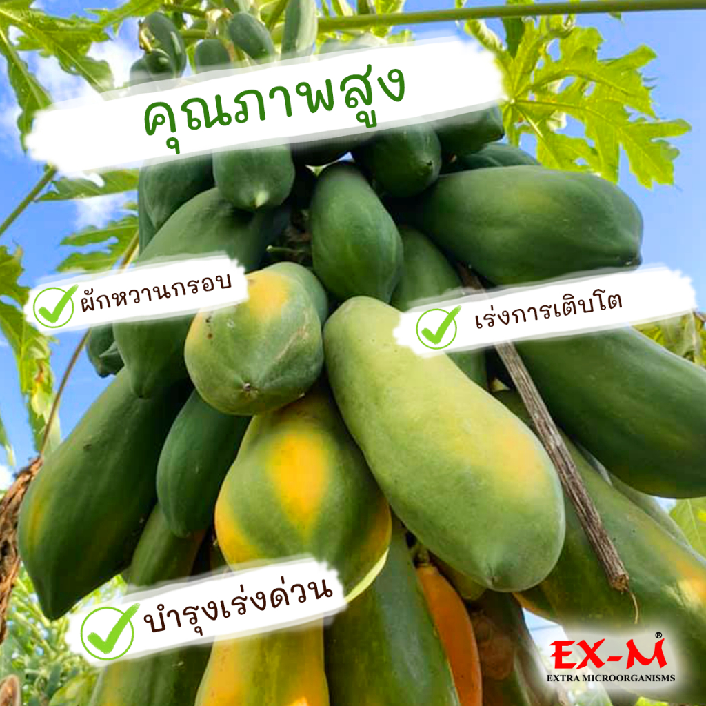 em-หัวเชื้อจุลินทรีย์-พืชผักหวานกรอบ-ปรับสภาพดิน-ปุ๋ยน้ำใส่ต้นไม้-ขนาด-5-ลิตร-ex-m-จุลินทรีย์ดีเพื่อสิ่่งแวดล้อม