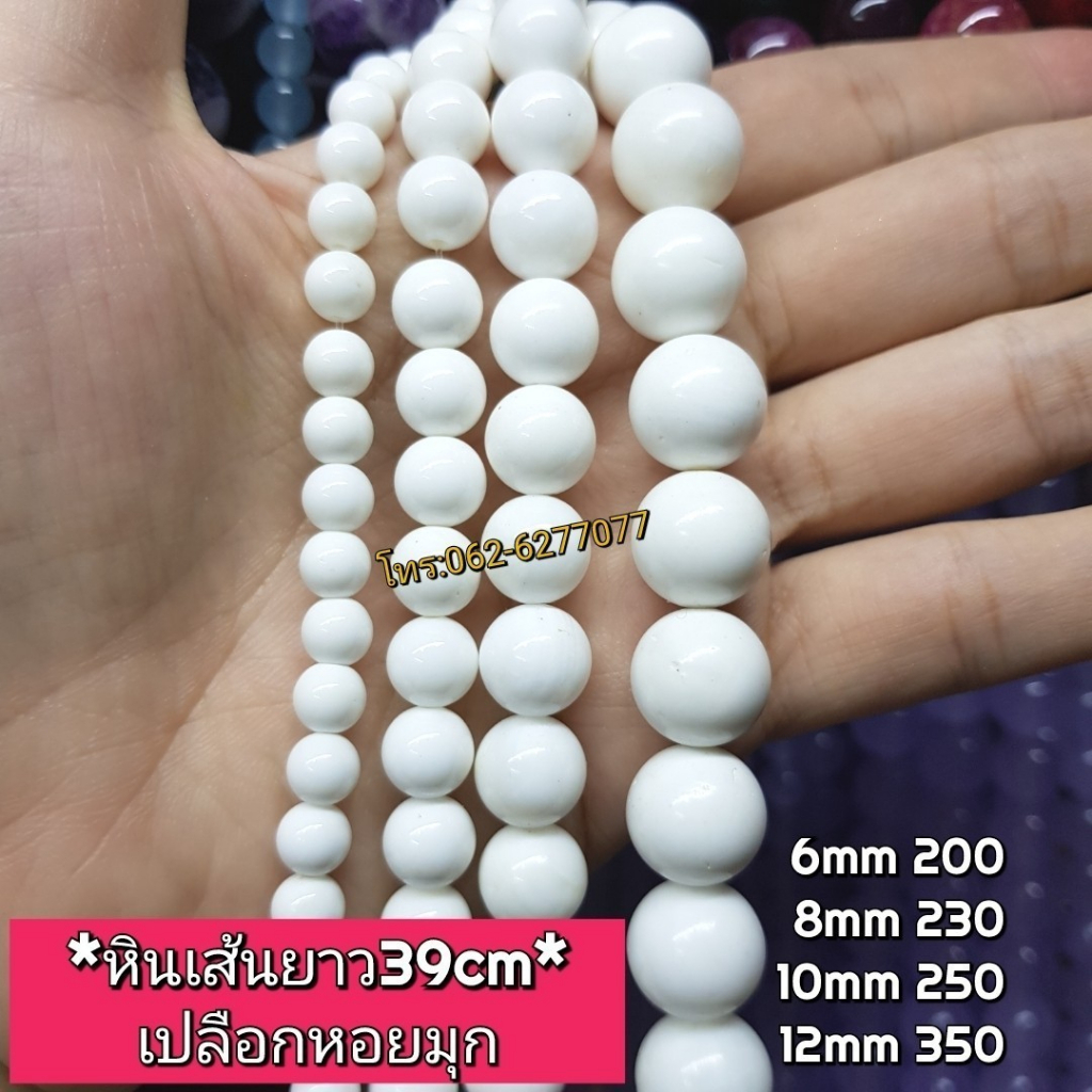 เปลือกหอยนเส้นยาวขายส่งหินแท้คุณภาพความยาวประมาณ38-40cm