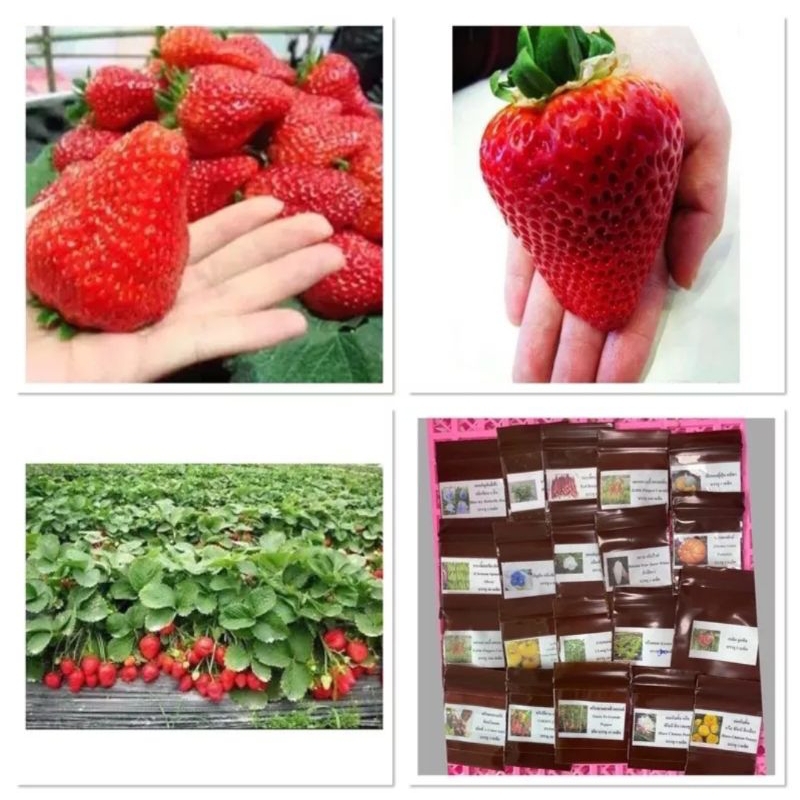 เมล็ดพันธุ์-สตอเบอรี่-ยักษ์-giant-strawberry-seed-บรรจุ-30-เมล็ด