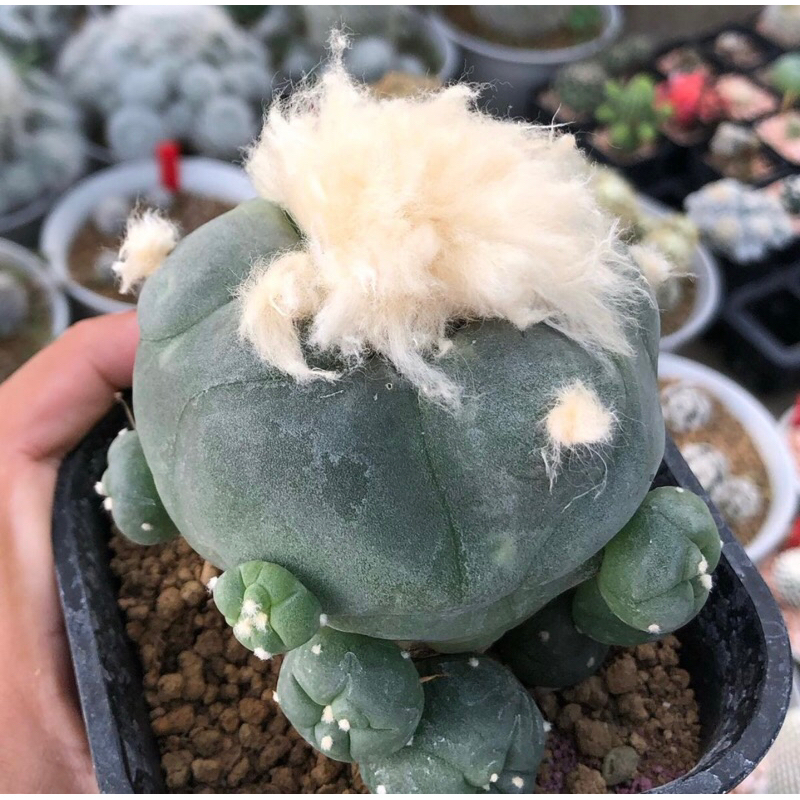 เจ้าเปาด่าง-lophophora-diffusa-koike-variegata-หน้าอ้วน-เต้าบุ๋ม-ความสวยเต็มคาราเบล-ขนปุยมากก