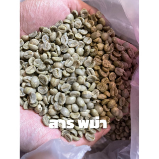 สารกาแฟ อาราบิก้า พม่า เกรดAA (รวม5-10%) สวยมาก บอดี้หนา เม็ดใหญ่