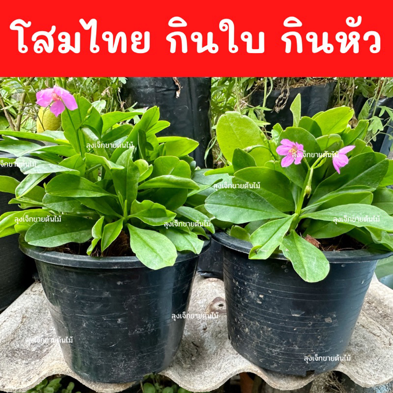 ราคาและรีวิวโสมไทย ต้นโสมไทย โสมกินใบ บำรุงร่างกาย พร้อมปลูก ในกระถาง5-6 นิ้ว กินได้ทั้งราก กินได้ทั้งใบ