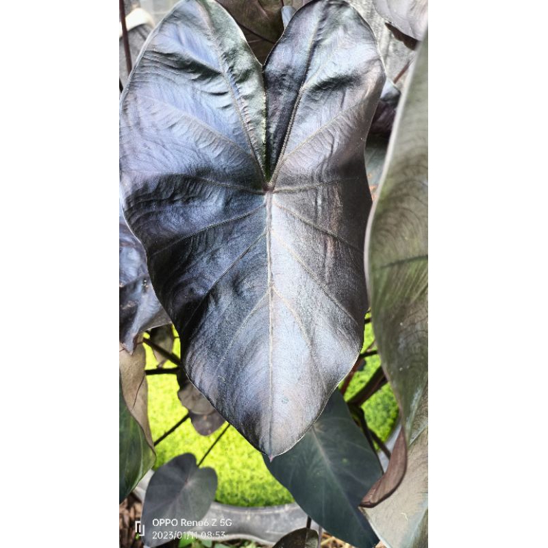 Colocasia painted black gecko Shopee Thailand