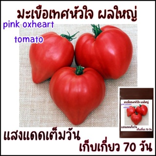 12 เมล็ด เมล็ดพันธุ์ มะเขือเทศหัวใจ ผลใหญ่ pink oxheart tomato