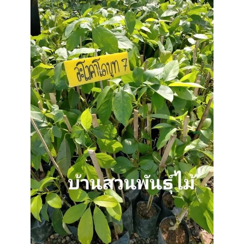 ต้นอโวคาโด-พันธุ์บูธ-7