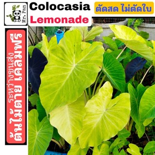 Colocasia Lemoned ตัดสด พร้อมใบ โคโลคาเซีย เลม่อนเนด  ไม่ใช่ Lemon Lime , Red eye ไม่ใช่ บอนนา ทองระย้า ไม่ใช่ Maui Gold