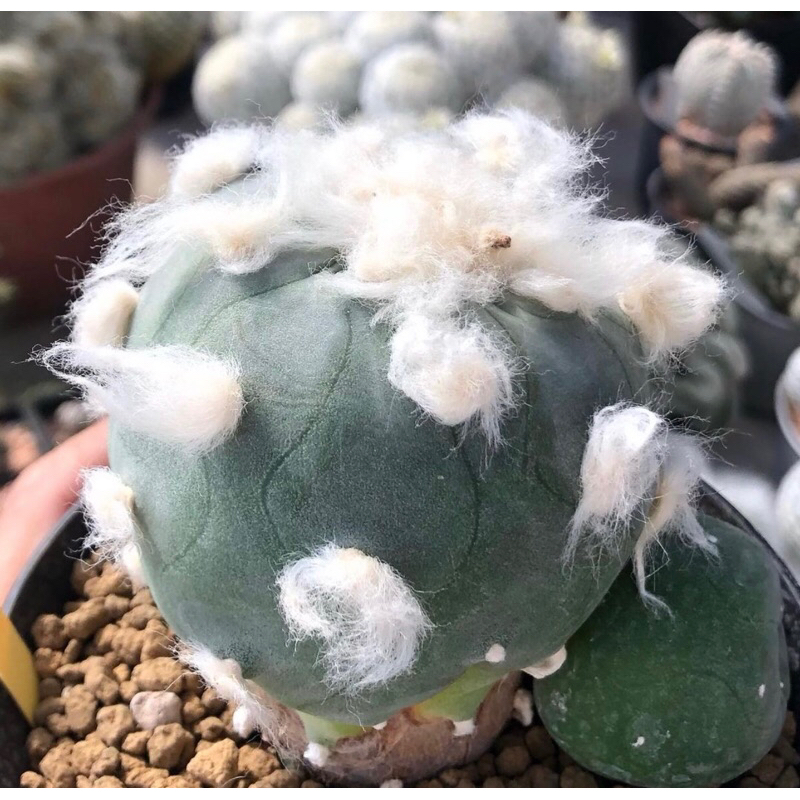 น้องมอลทีสmaltese-ขนปุกปุยเกินปุยมุ้ยยลูก-lophophora-diffusa-koike-เป็นลูกไม้สายหัวฟูๆนำเข้าญี่ปุ่น