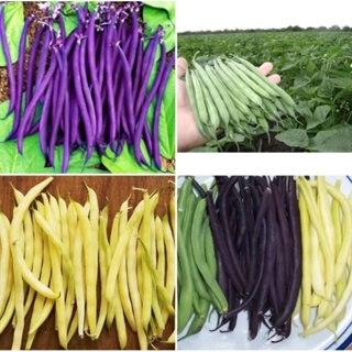 เมล็ดพันธุ์ ถั่วแขก มีสีม่วง , สีเขียว , สีเหลือง ( Bush Bean ) บรรจุ 12 เมล็ด