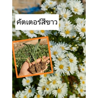 ต้นกล้า ดอกคัตเตอร์ สีขาว รากแน่น ต้นล่ะ 4 บาท