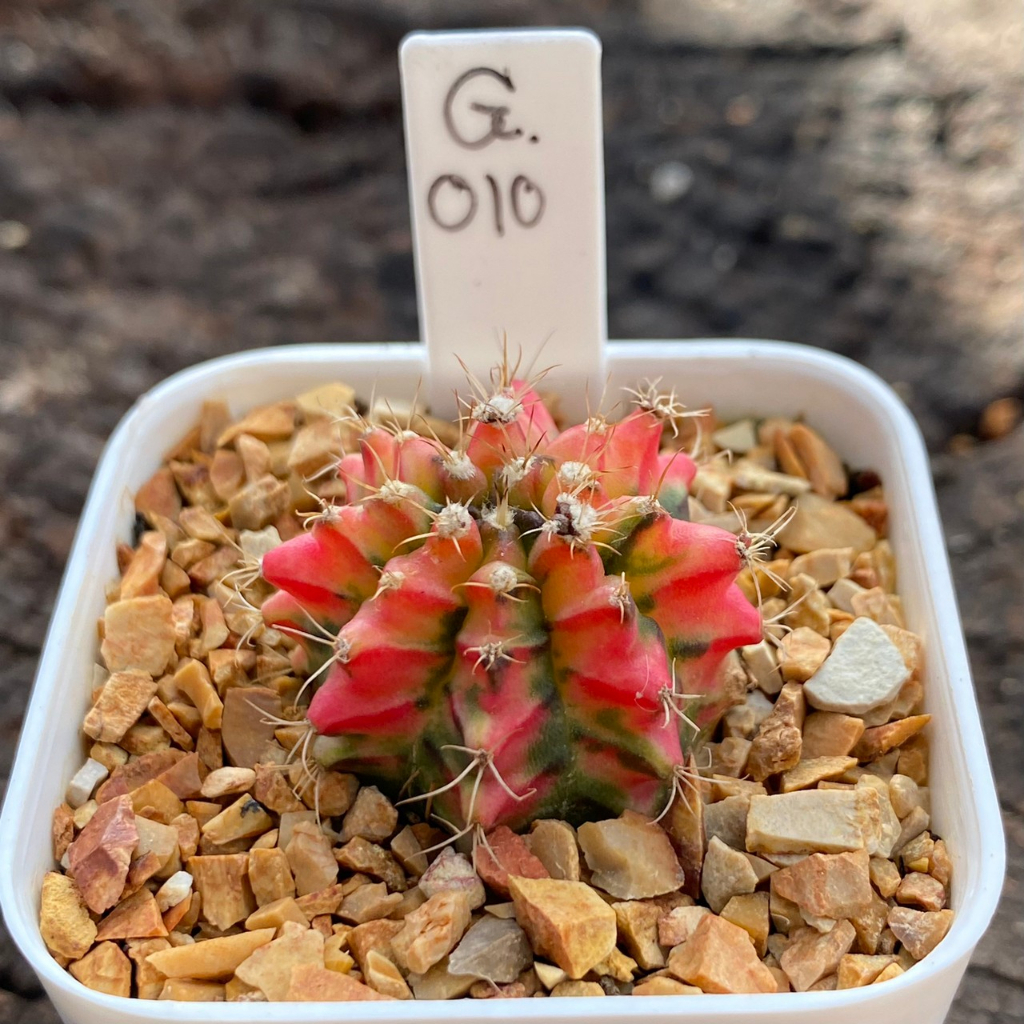 ยิมโนด่าง GYmno variagata seedings ขนาดกระถาง 3 นิ้ว (จัดส่งทั้งกระถาง ...