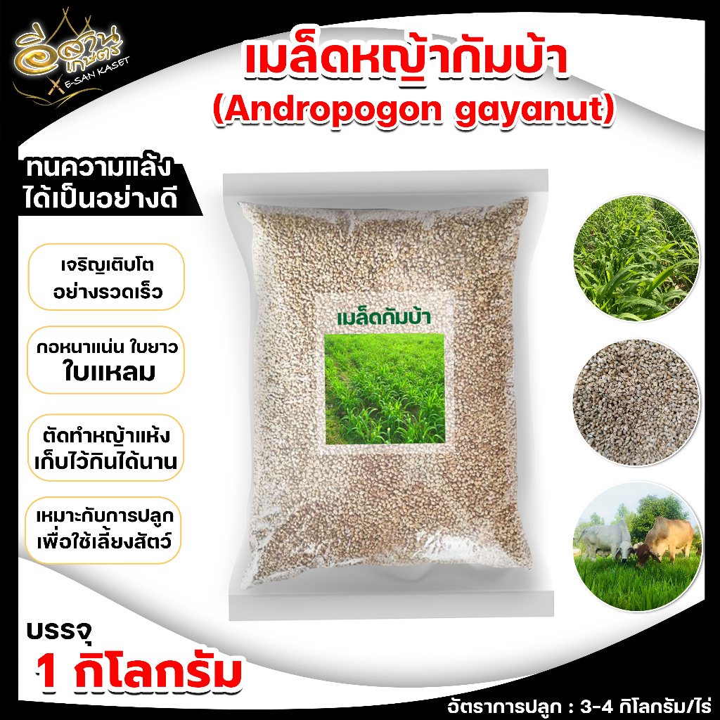 เมล็ดหญ้ากัมบ้า-1-กิโลกรัม-กัมบ้า-เมล็ดหญ้า-เมล็ดปลูก-หญ้า-พืชตระกูลหญ้า-เมล็ดพันธ์หญ้า-หญ้าอาหารสัตว์-ปลูกง่าย-สวนเกษตร