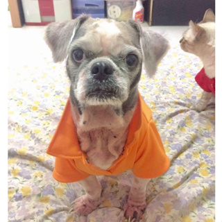 Dogiebra เสื้อผ้าสุนัข Polo (สีส้ม)