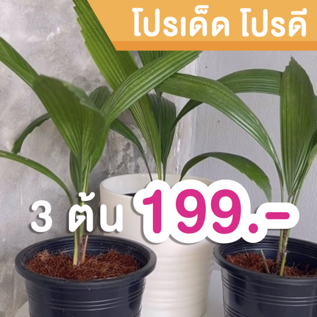 โปรเด็ดโปรดี-ต้นปาล์มพัดจีบ-ได้-3-กระถาง-กระถาง-5-นิ้ว-ไม้ในร่ม-ต้นไม้ในบ้านและออฟฟิศ-ไม้ฟอกอากาศ-ต้นไม้-ปาล์มพัด