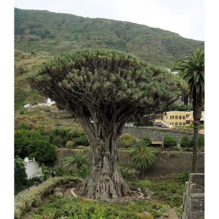 เมล็ดพันธุ์ จันผาเลือดมังกร Dragon Blood Tree🌲🌲🌲 ( Dracaena Draco ) บรรจุ 2 เมล็ด