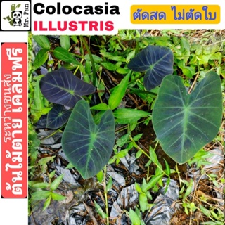 colocasia illustris ตัดสดไม่ตัดใบ โคโลคาเซีย อิลลัสทีส บอนนอก