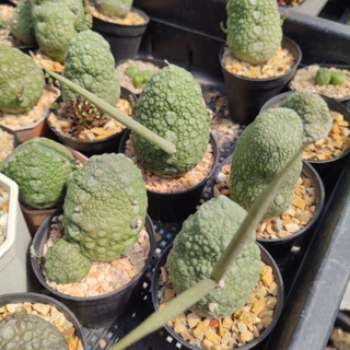 เมล็ดแคคคัส คางคก Pseudolithos migiurtinus seeds