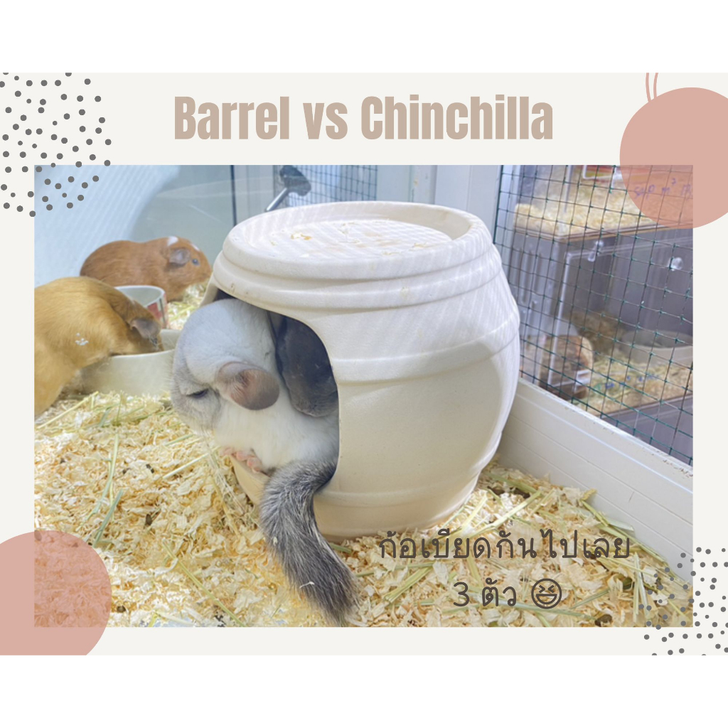 chillspot-barrel-บ้านหลบเซรามิค-ชินชิลล่า-แกสบี้-แพรี่ด็อก-กระต่ายnd-หมาปักกิ่ง-ปอมทีคัพ