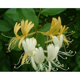 ต้นสายน้ำผึ้ง ไม้เลื้อยดอกมีกลิ่นหอม ดอกสีขาวเหลือง ติดดอกดก