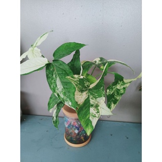 🌿เงินไหลมาด่างขาว​ (Syngonium podophylum​​ Variegated)​พร้อมกระถาง5"