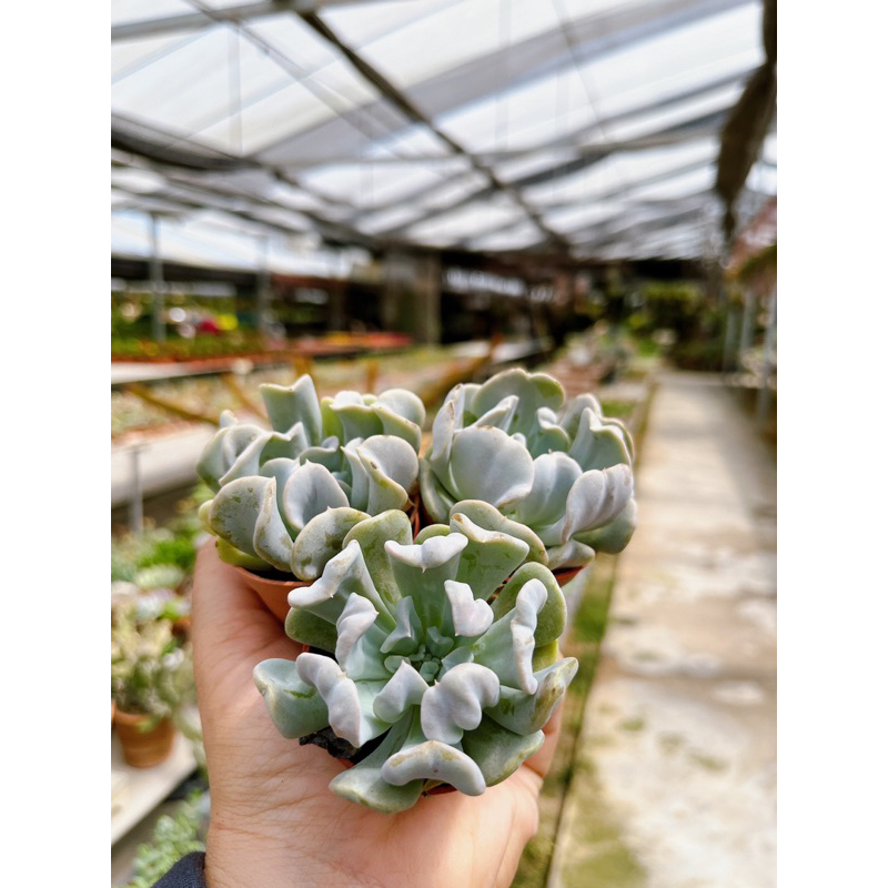 echeveria-กุหลาบหินเบจมาศ