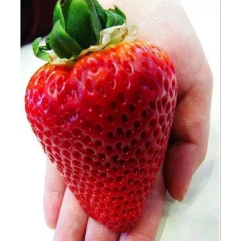 เมล็ดพันธุ์-สตอเบอรี่-ยักษ์-giant-strawberry-seed-บรรจุ-30-เมล็ด