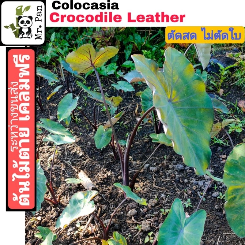 colocasia-crocodile-leather-ตัดสด-พร้อมใบ-โคโลคาเซีย-หนังจรเข้