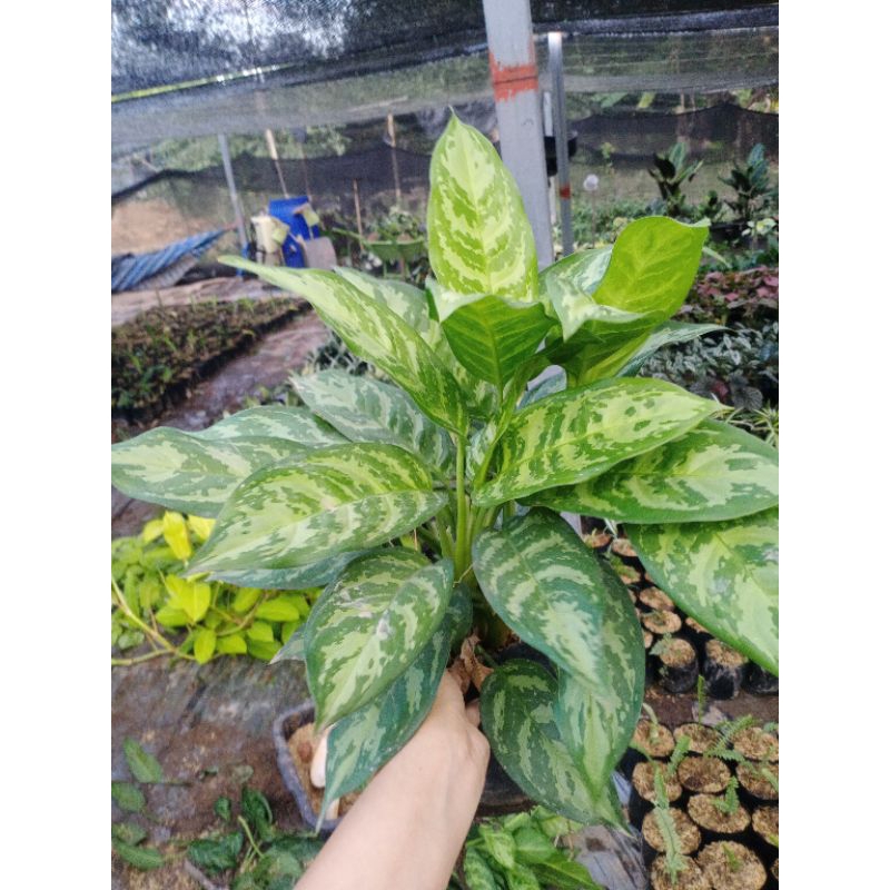 aglaonema-มหาเศรษฐี-ส่งพร้อมถุงขนาด-4-9-นิ้ว