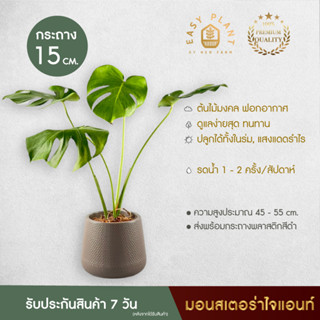 มอนสเตอร่าไจแอนท์ (XL) MONSTERA (Giant) ต้นไม้ฟอกอากาศ  ต้นไม้ประดับ ต้นไม้มินิมอล ตกแต่งบ้านและสวน - easyplant