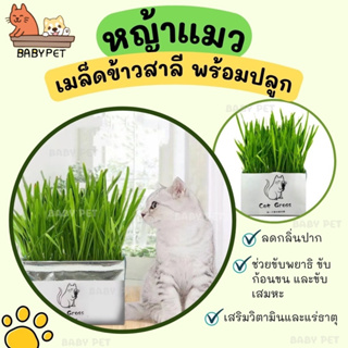 【P022】BABY PET😸🌾 หญ้าแมว ปลูกง่ายดาย เพียงเติมน้ำ ไม่ต้องใช้ดิน หญ้าแมว ครบชุดพร้อมปลูก 🌾