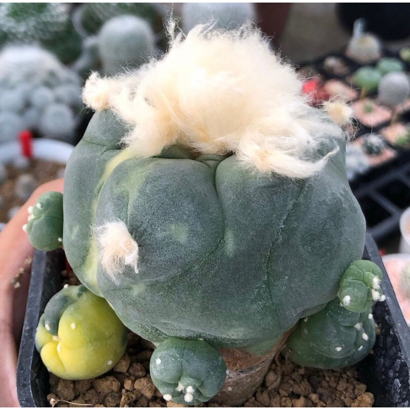 เจ้าเปาด่าง-lophophora-diffusa-koike-variegata-หน้าอ้วน-เต้าบุ๋ม-ความสวยเต็มคาราเบล-ขนปุยมากก