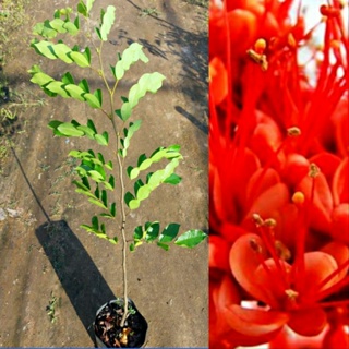 ต้นประดู่แดง ไม้ประดับจัดสวน ต้นเตี้ยติดดอก ดอกสีแดงสวย