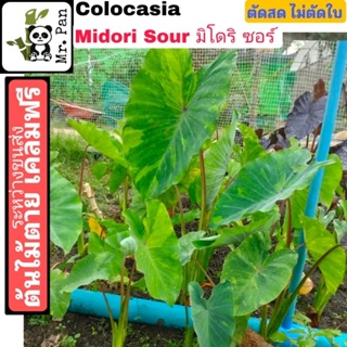 Colocasia Midori Sour ตัดสด ไม่ตัดใบ โคโลคาเซีย มิโดริ ชาวร์