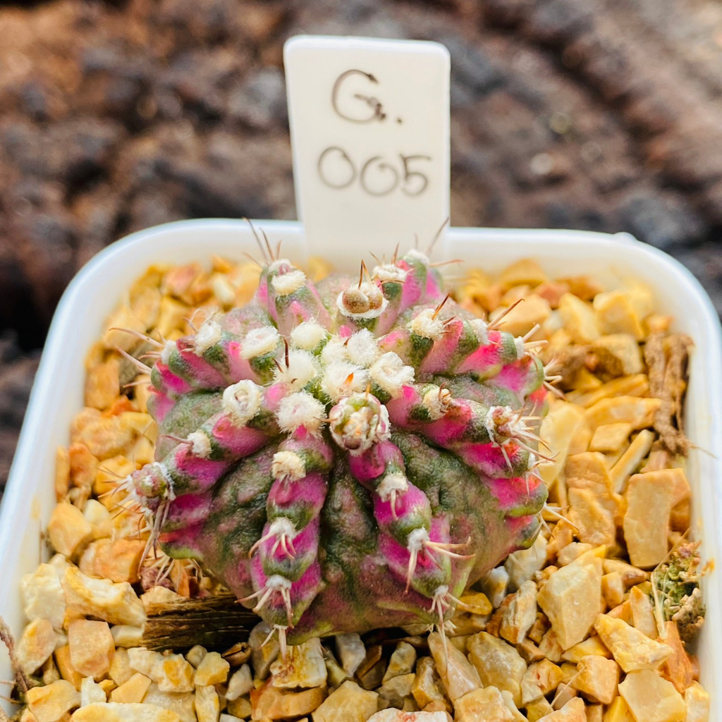 ยิมโนด่าง GYmno variagata seedings ขนาดกระถาง 3 นิ้ว (จัดส่งทั้งกระถาง ...